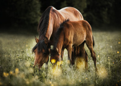 Paso Fino Stute und ihre Fohlen auf der Weide