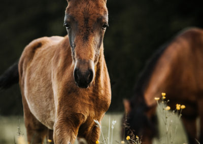 Leporina als Fohlen